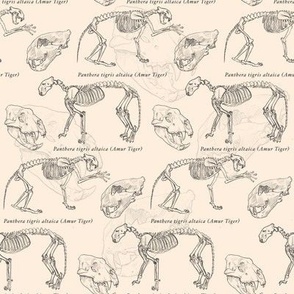 Animal Skeleton Fabric, Wallpaper and Home Decor | Spoonflower