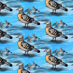 Pigeons in sky blue