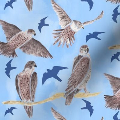 Peregrine Falcons Brown on blue background