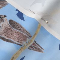 Peregrine Falcons Brown on blue background