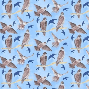 Peregrine Falcons Brown on blue background