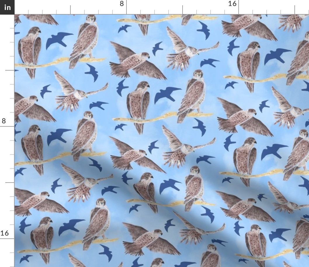 Peregrine Falcons Brown on blue background