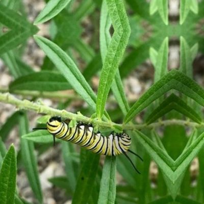 Monarch caterpillar 4