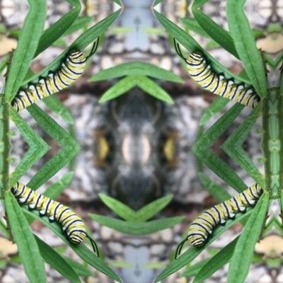 Monarch caterpillar 3