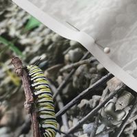 monarch caterpillar 1