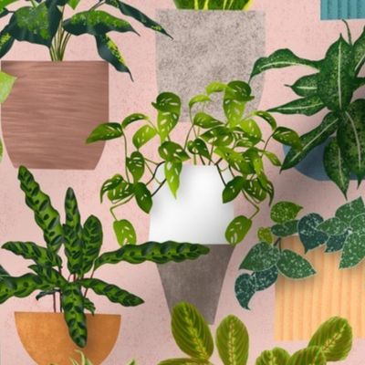  Tropical House Plants - Light Pink