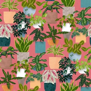 Tropical House Plants - Deep Pink