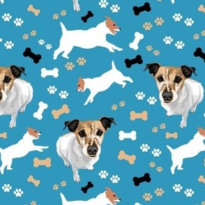Jack Russell Terriers in Blue