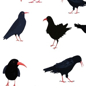 A chattering of Choughs