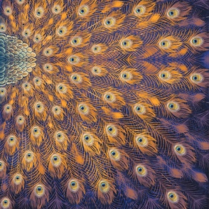 Peacock Scarf Design