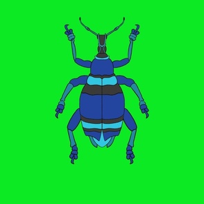 Jewel Weevil