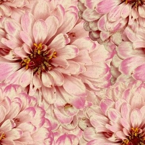 Pale Pink Zinnia Flowers