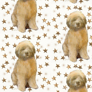 Soft Coated Wheaten Is a Star