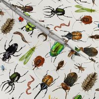 Bugs and Insects Creepy Crawlers