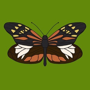 Tiger Pierid Butterfly (Green)