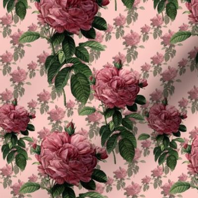 Redoute' Roses _ Sweet Pink _Copyright Peacoquette 2021