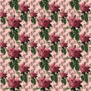 Redoute' Roses _ Sweet Pink _Copyright Peacoquette 2021