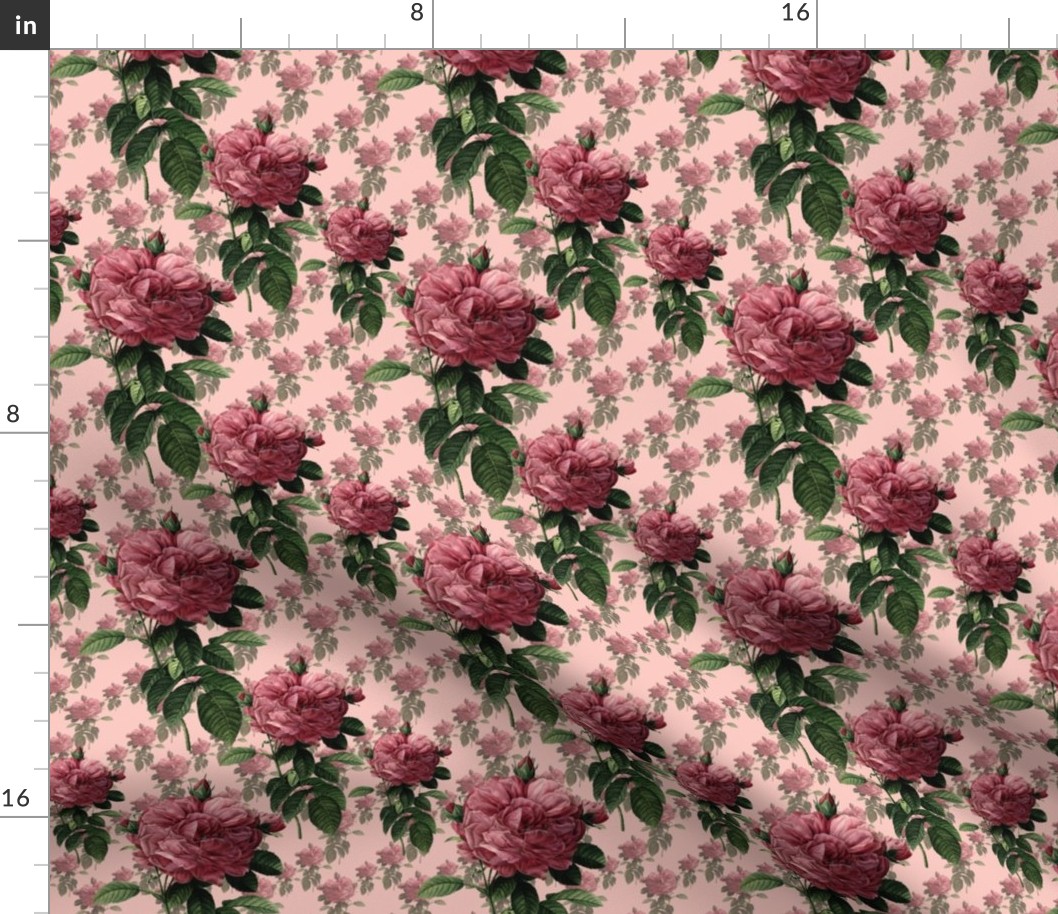 Redoute' Roses _ Sweet Pink _Copyright Peacoquette 2021