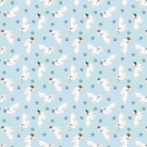 Tiny Sealyham terriers - blue