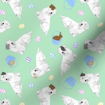 Tiny Sealyham terriers - Easter