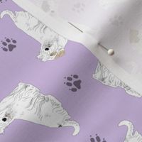 Tiny tailed Sealyham terriers - purple