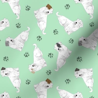 Tiny tailed Sealyham terriers - green