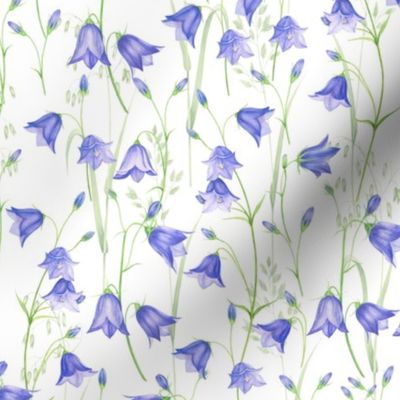 10" bluebell meadow - bellflower meadow-campanula meadow - blue wild flowers meadow 