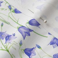 10" bluebell meadow - bellflower meadow-campanula meadow - blue wild flowers meadow 