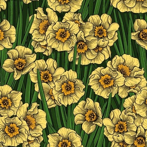 Daffodil garden 2