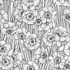 Daffodil garden, black and white