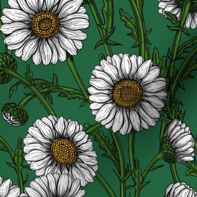 Daisies on emerald green