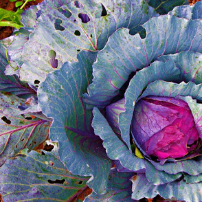 Head of Cabbage (large scale repeat)