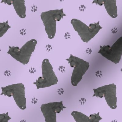 Tiny black Scottish terriers - purple