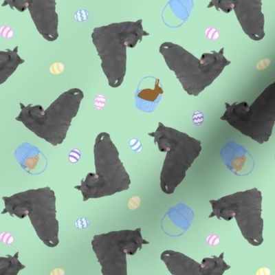 Tiny black Scottish terriers - Easter