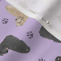 Tiny Scottish terriers - purple