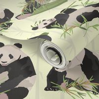 Giant Panda in Bamboo Fores