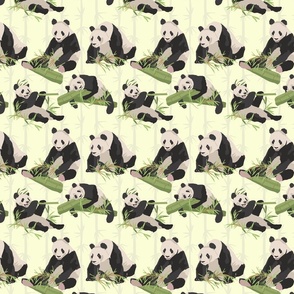 Giant Panda in Bamboo Fores
