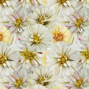 Creamy Neutral White Zinnia Flowers