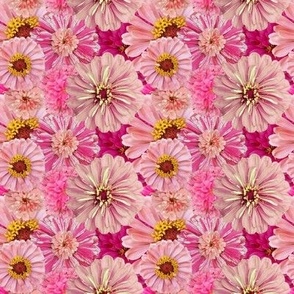 Sweet Pink Zinnia Flowers