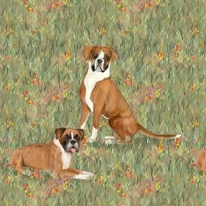 Two Boxer Dogs in Wildflower Field