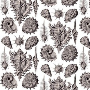 Ernst Haeckel Prosobranchia Sea Shells Aubergine