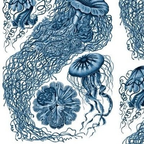 Ernst Haeckel  Jellyfish Prussian Blue Large Scale