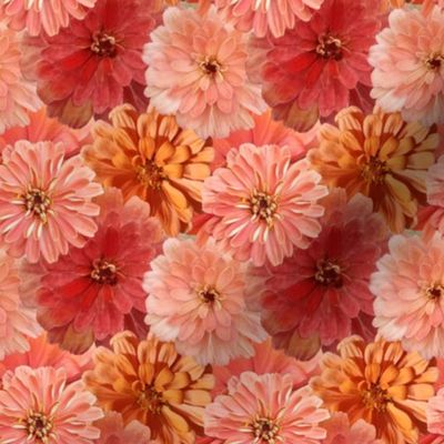 Peach and Orange Zinnias