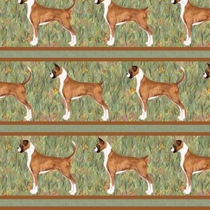 Boxer Dog Stripe with both Natural and Clipped Docked Dogs