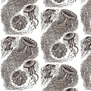 Ernst Haeckel  Jellyfish Aubergine