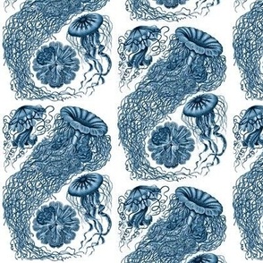 Ernst Haeckel  Jellyfish Prussian Blue
