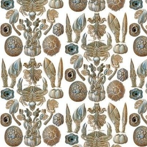 Ernst Haeckel Cirripedia Crab  Blue