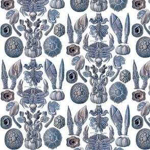 Ernst Haeckel Cirripedia Crab Blue Sky