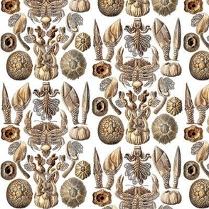 Ernst  Haeckel Cirripedia Crab Natural