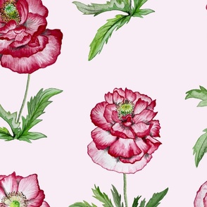 shirley poppies scattered - pastel pink